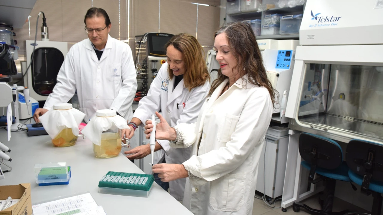 Crean una kombucha en España a partir de vino con alto potencial antioxidante y antiinflamatorio