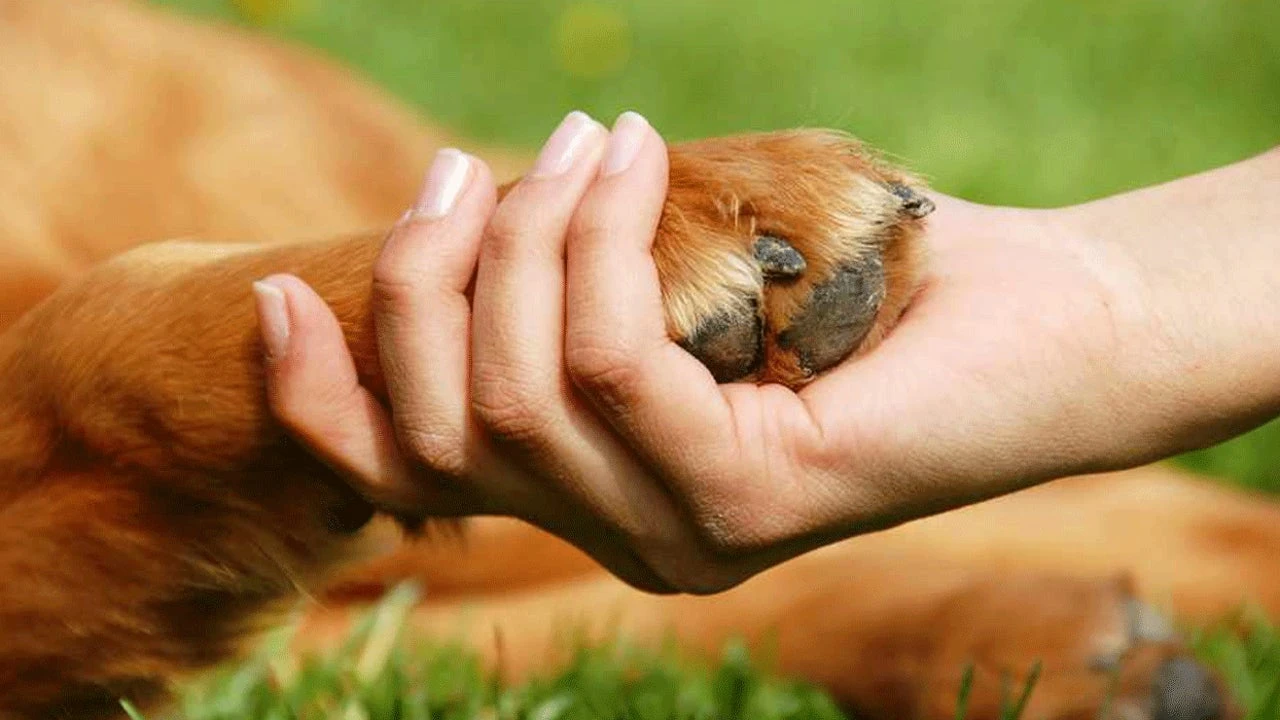 Un programa acoge a más de 100 animales de mujeres víctimas de violencia de género