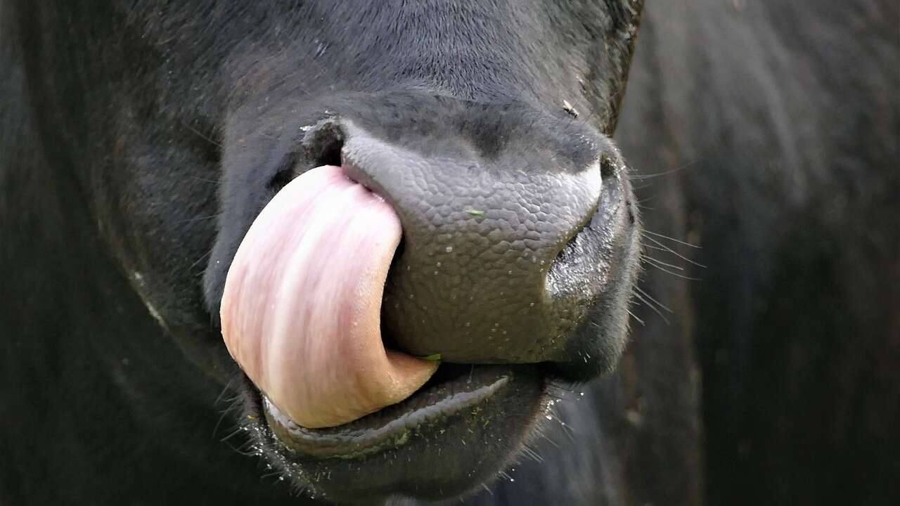 ¿Eres capaz de tocarte la punta de la nariz con la lengua? Si es así, podrías tener esta rara enfermedad