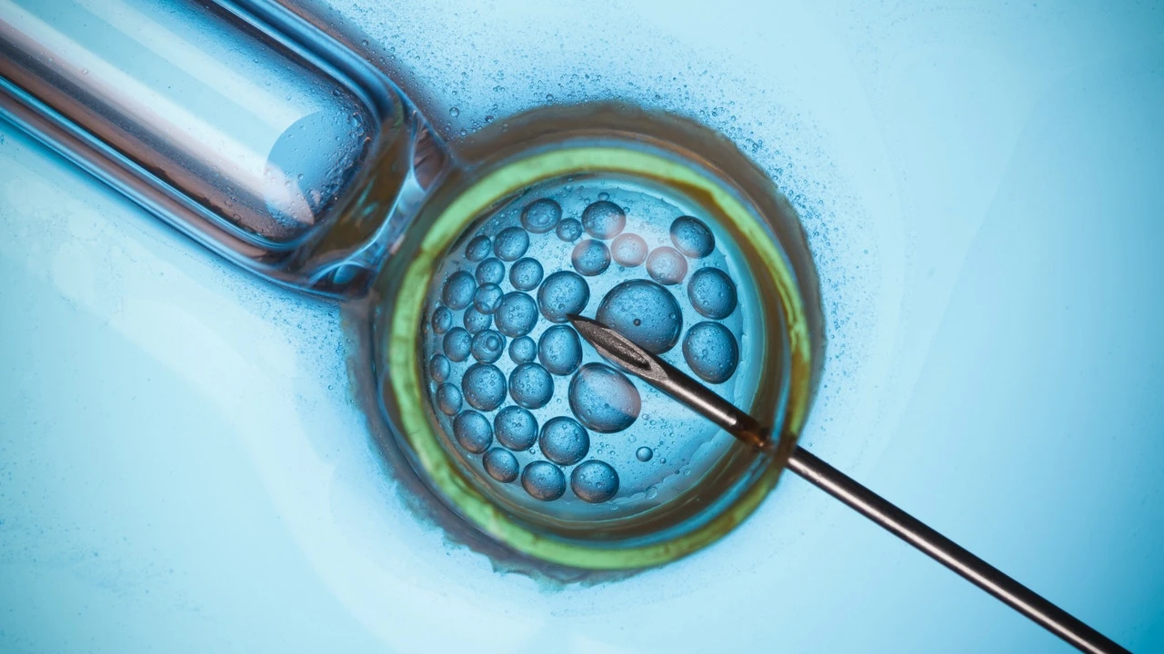 Un fármaco en investigación promete reducir los fracasos de la reproducción asistida