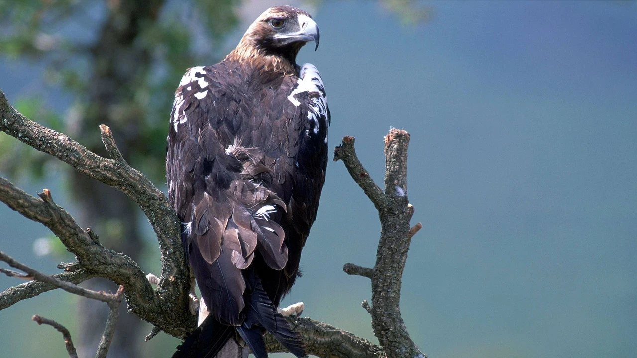 El Águila Imperial ibérica regresa a Marruecos tras 50 años de ausencia