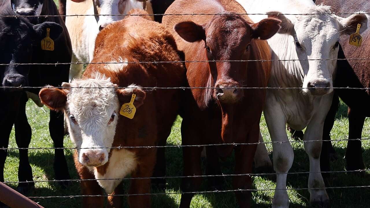 California declara el estado de emergencia por la gripe aviar: al menos 34 personas se han infectado