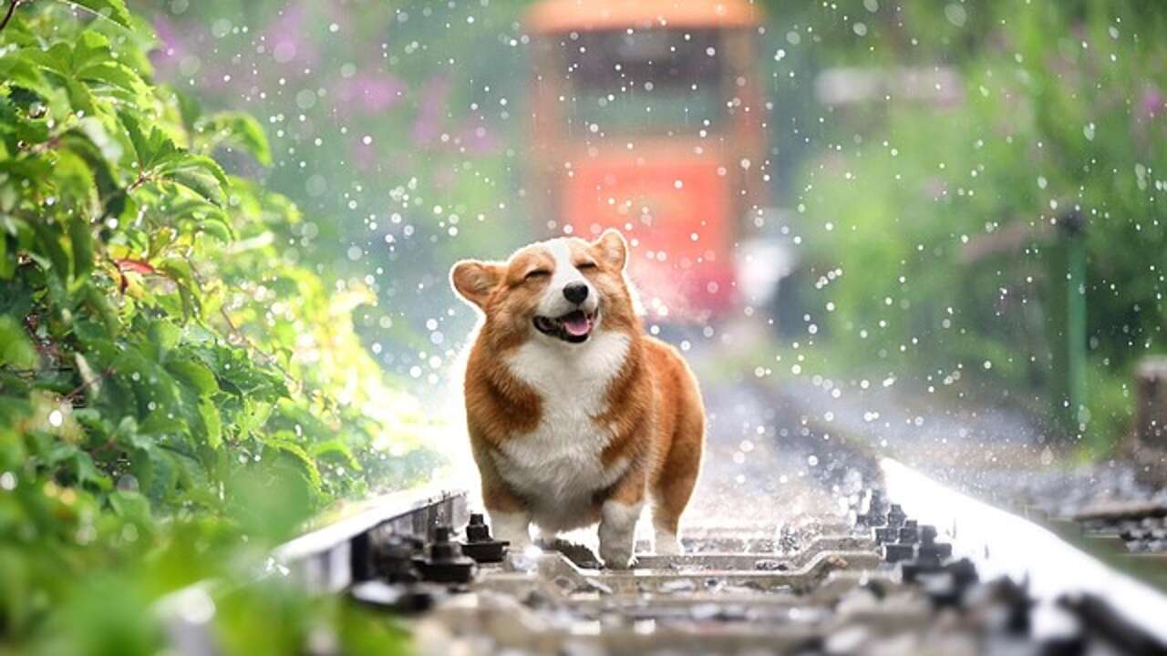 Evita este peligro al que se enfrentan las mascotas durante la ola de calor