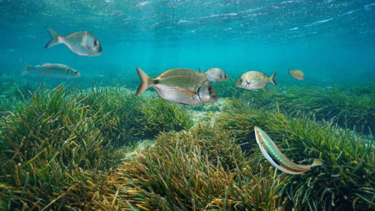 El cambio climático amenaza a los peces de aguas profundas