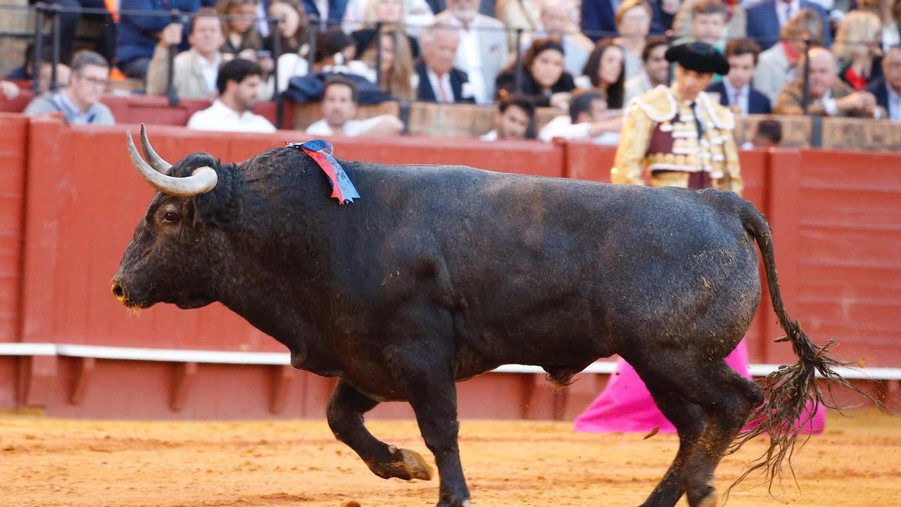 Por qué el toro 