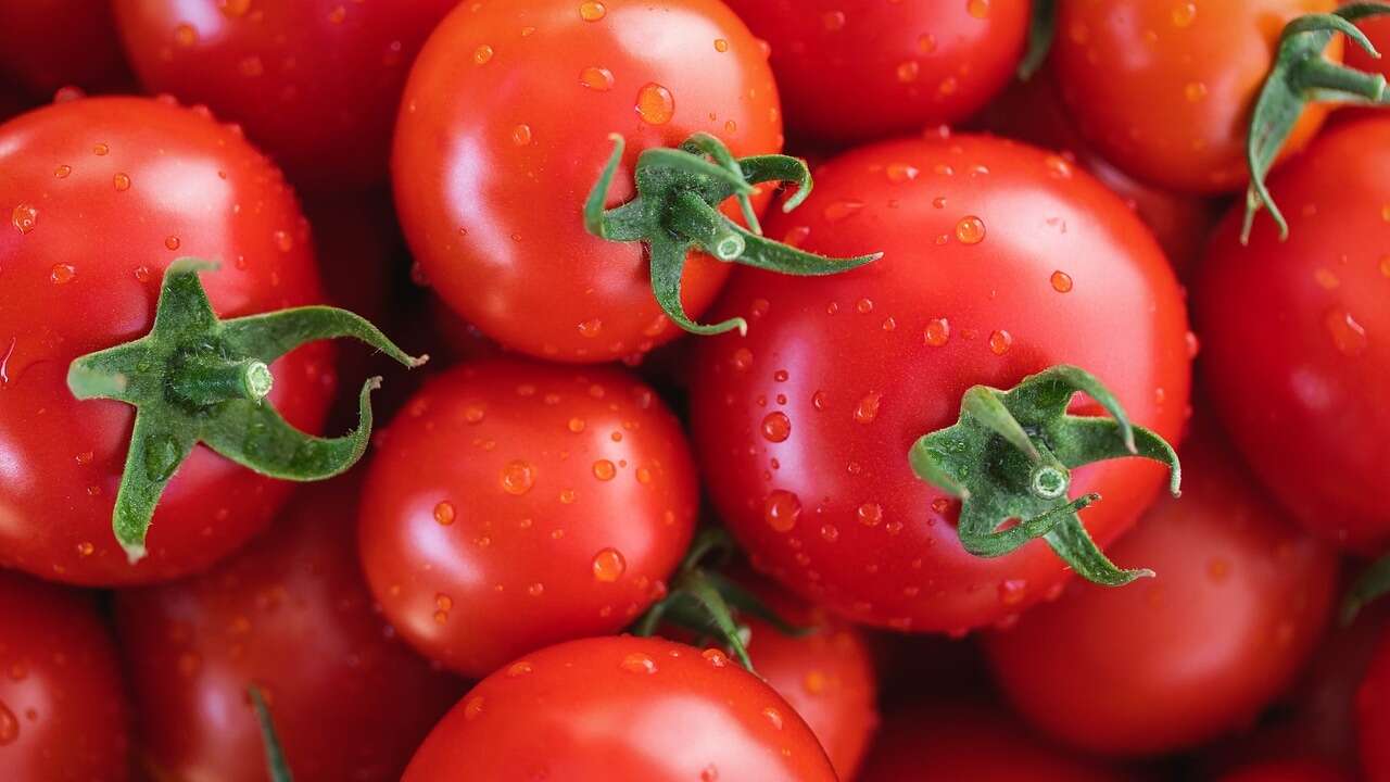 Descubre cuál es el mejor tomate de España: pista, está en el norte