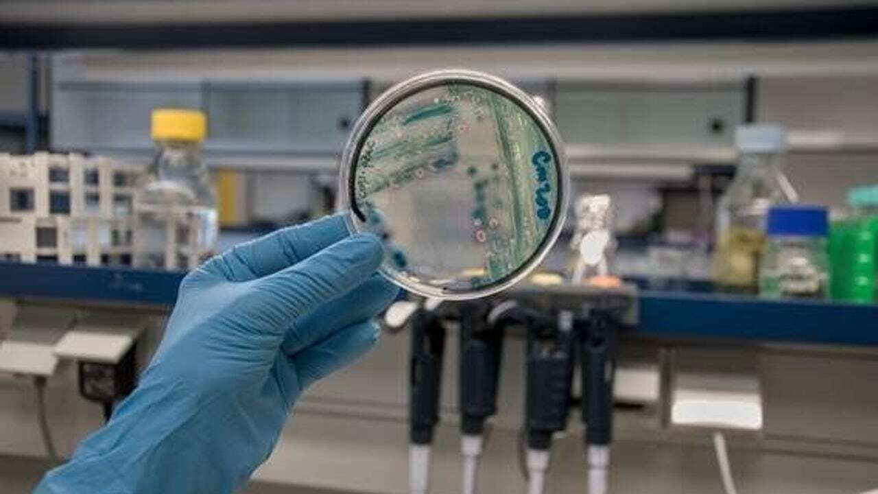 Descubren que bacterias resistentes a antibióticos se comportan diferente en Arabia Saudí