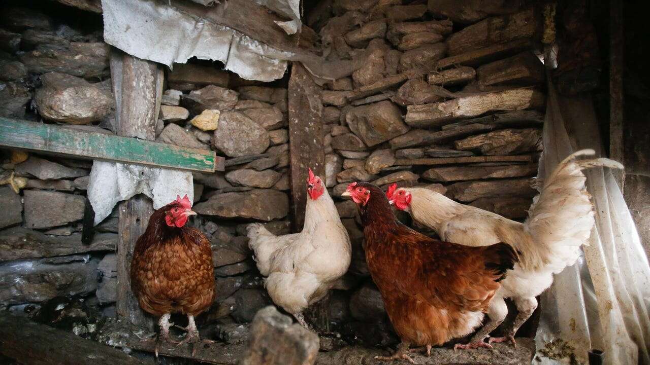 Mueren veinte felinos por gripe aviar en un santuario animal en el estado de Washington