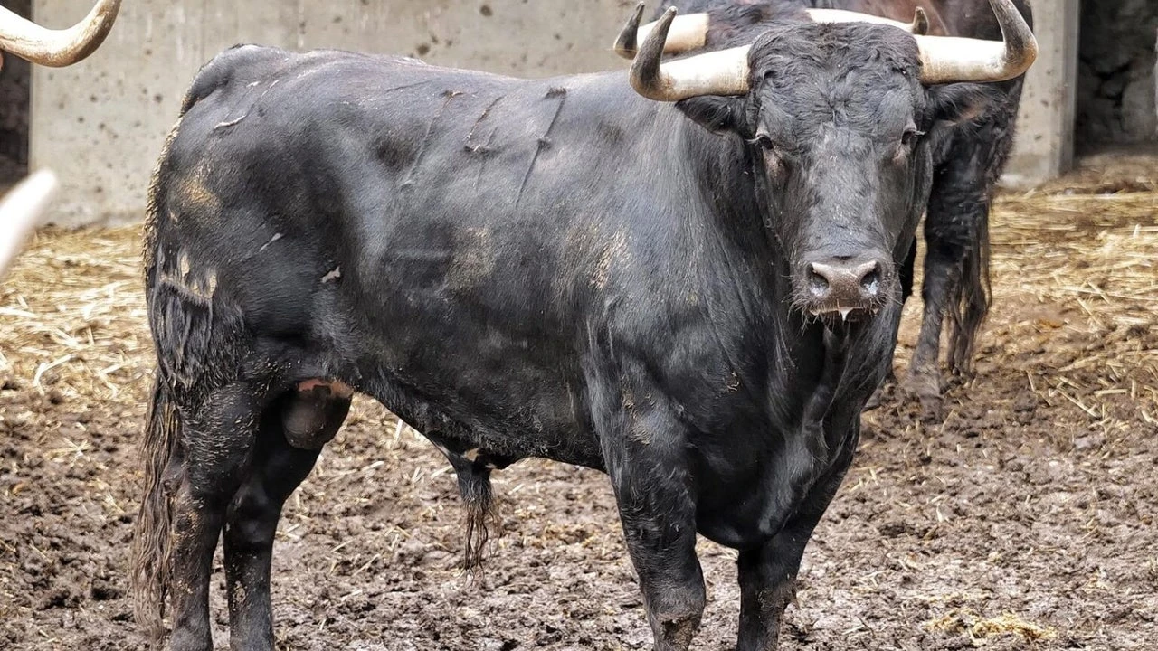 Estos son los toros de Juan Pedro Domecq para los toreros del recambio en Santander