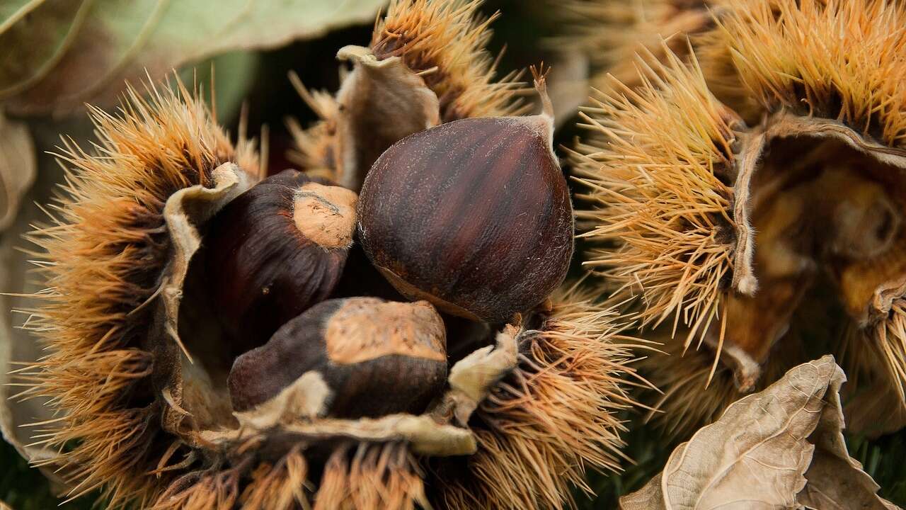 ¿Cómo de peligroso es tragarse un gusano al comer castañas?