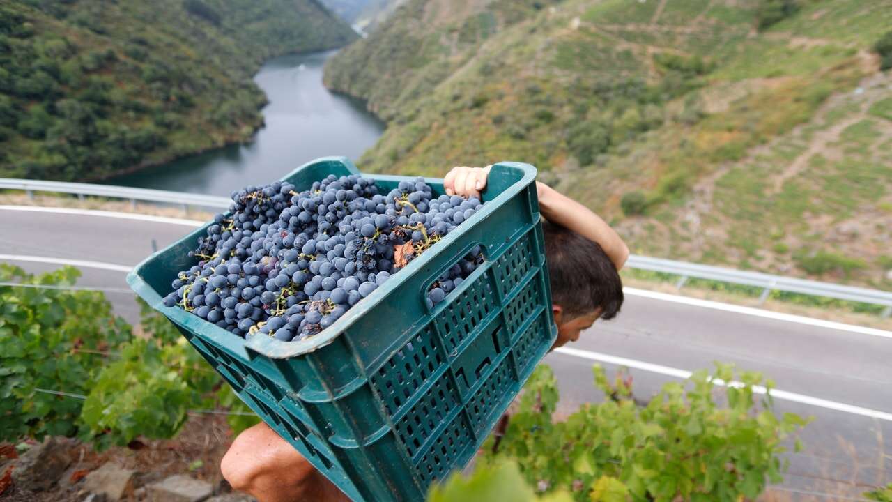 Viticultores denuncian que el bajo precio de la uva les generará 1.500 millones de pérdidas