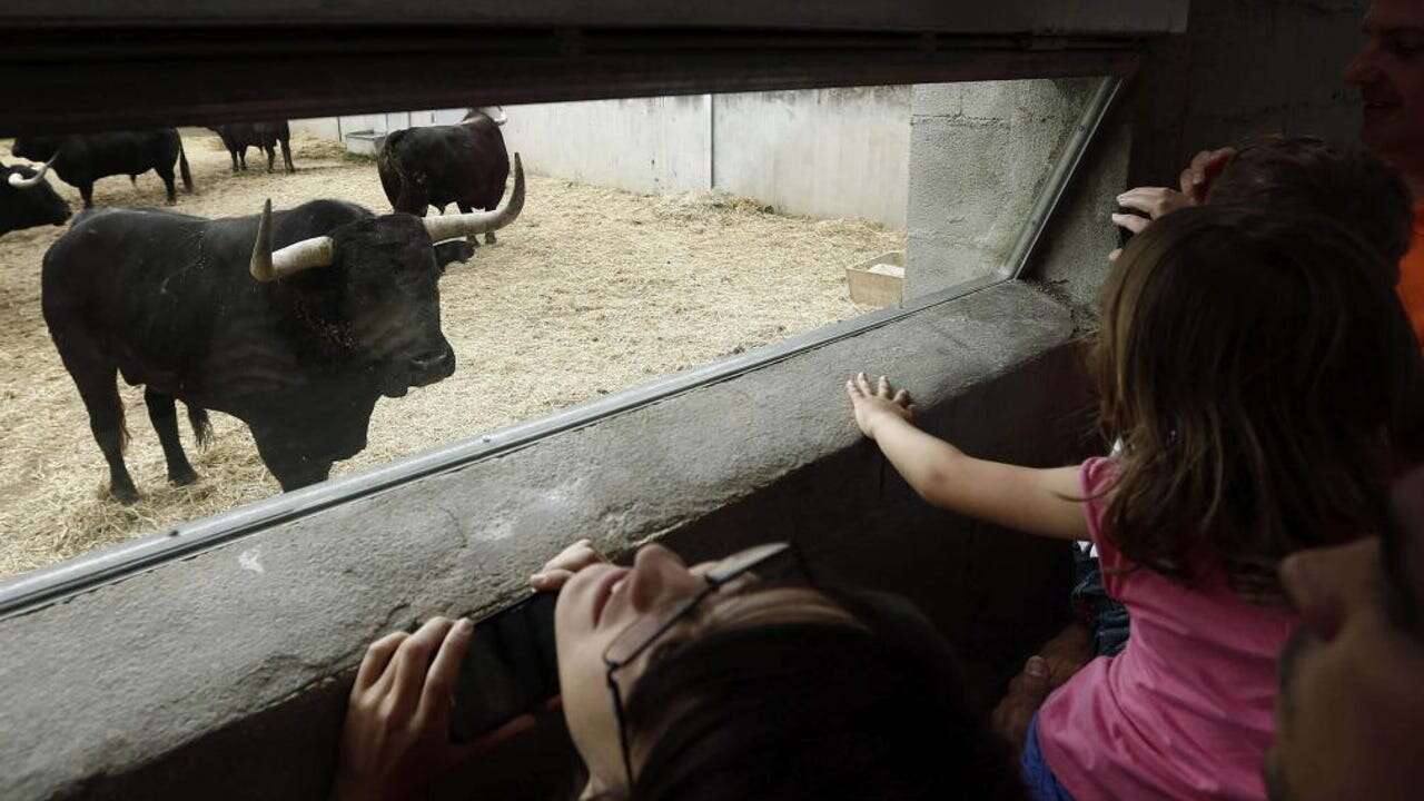 Cómo ver, de cerca, a los toros que quitan el sueño en Pamplona esta semana