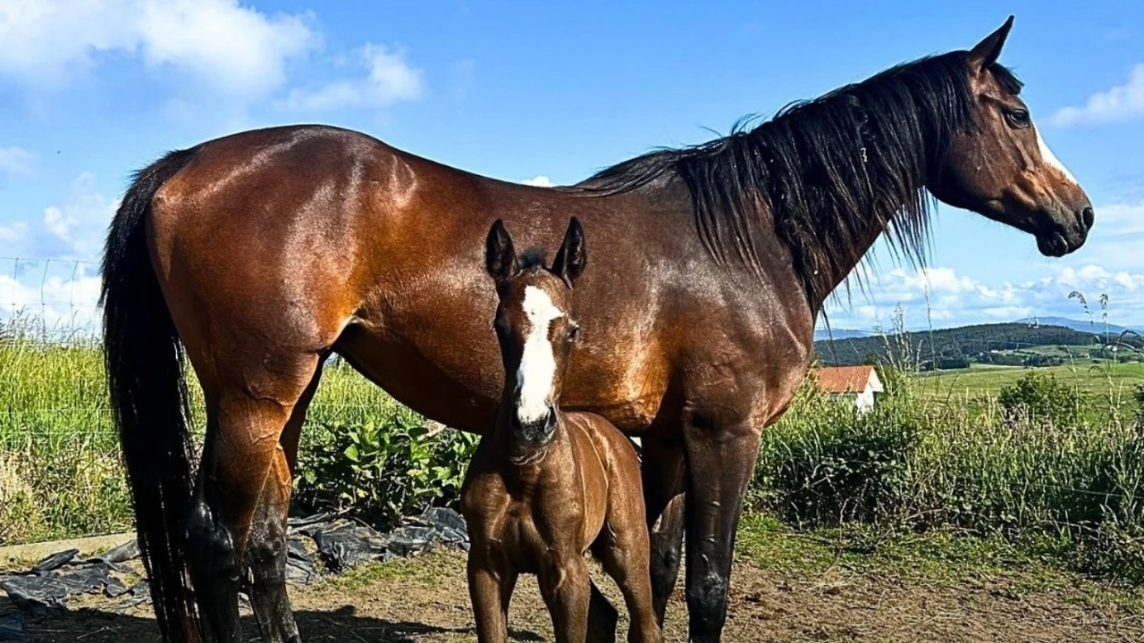 Veterinarias y criadoras equinas