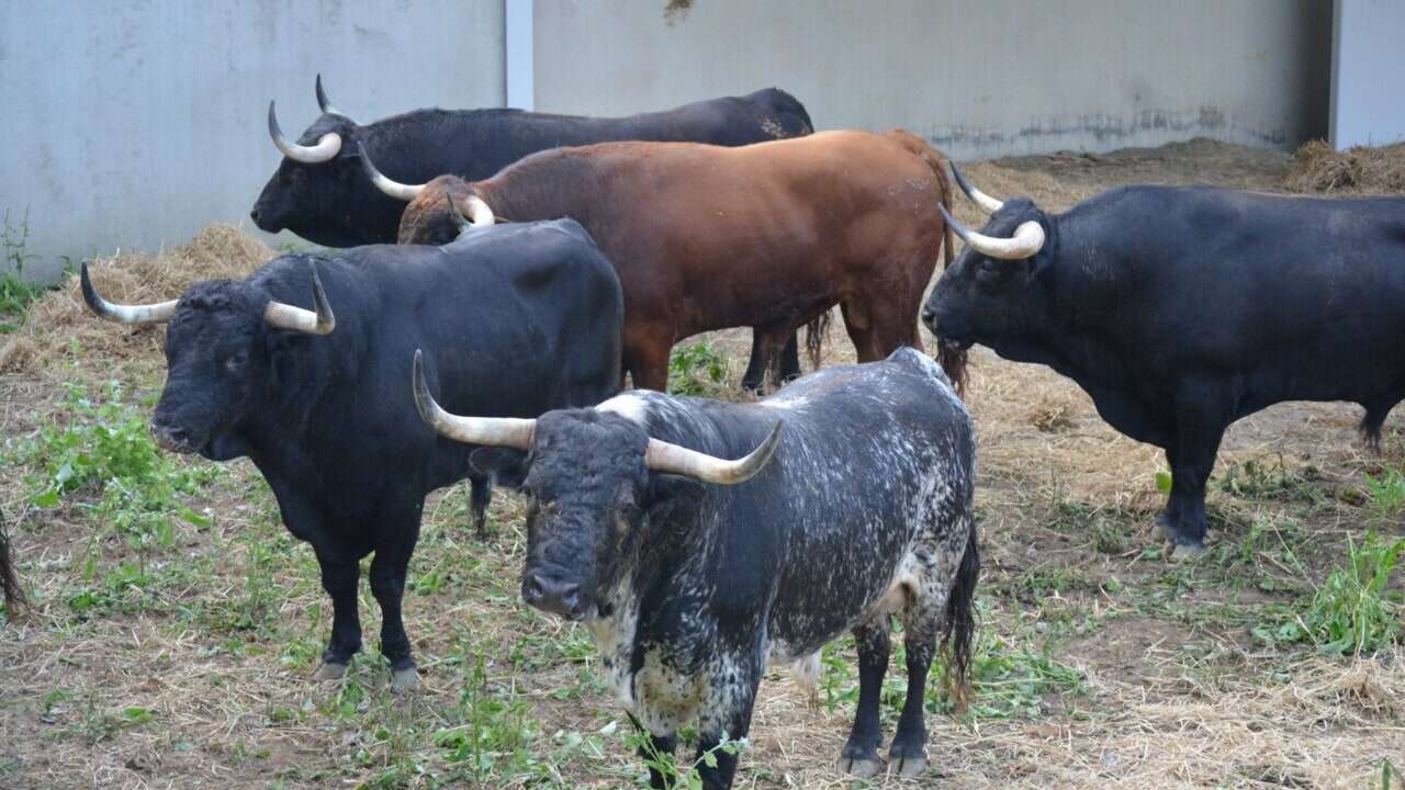 Los toros de Victoriano del Río ya están listos para el encierro de mañana, martes 9 de julio