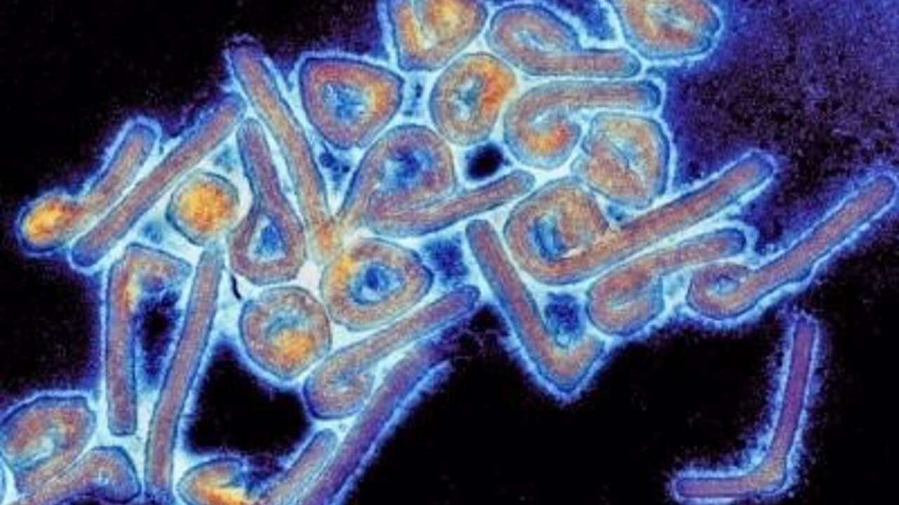 Un nuevo brote del virus de Marburgo causa seis muertes en Ruanda