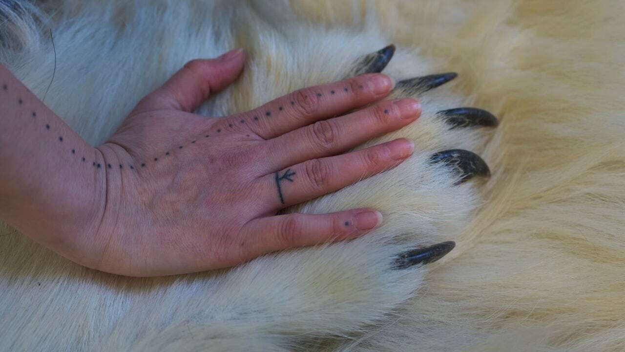 Tambores, tatuajes y espíritus: los groenlandeses vuelven a sus tradiciones inuit