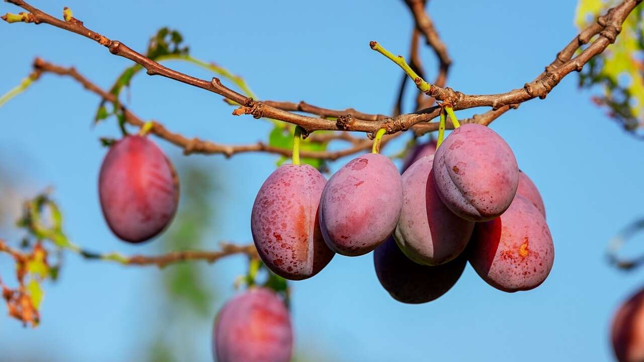 El árbol frutal ideal para tu jardín: da sombra, es bonito y es fácil de cuidar