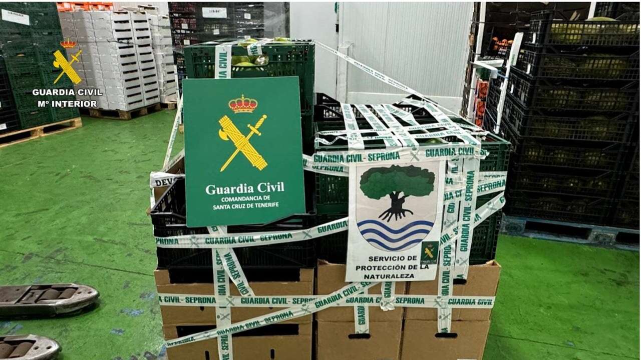 La Guardia Civil de Tenerife se incauta de 270 kilos de aguacate para su venta ilegal