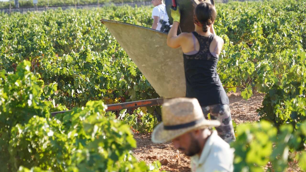 Todas las claves para disfrutar de la vendimia en la Ruta del Vino de La Mancha