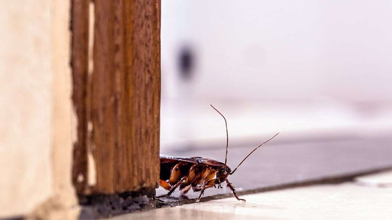 Toma aire antes de saber qué puede significar que aparezcan cucarachas en tu casa