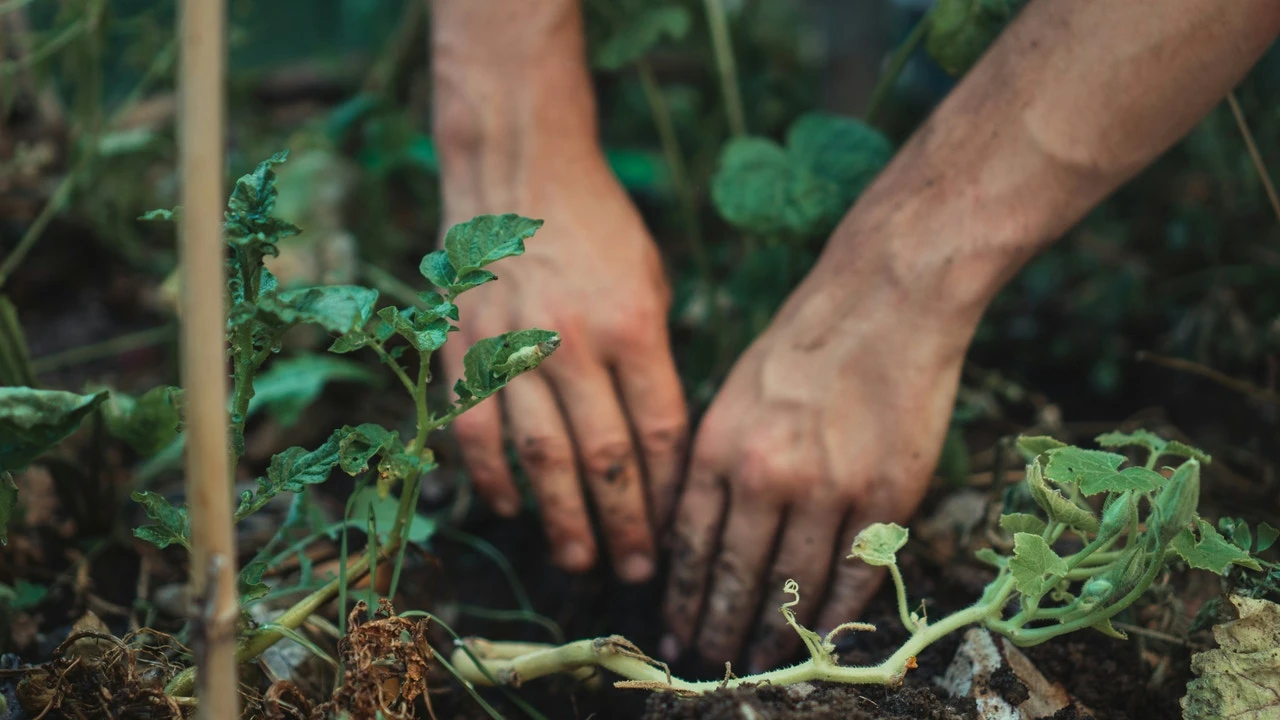 Un experto en jardinería afirma que un alimento clave puede revivir plantas muertas y hacerlas florecer de nuevo en días