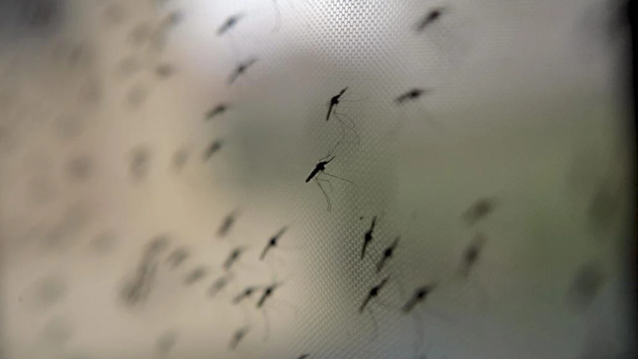Cataluña será invadida por una plaga de insectos: sus razones y la mejor forma de defenderse
