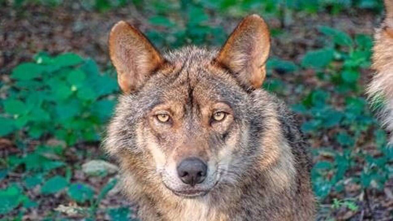 Aprendiendo a convivir con el lobo con las prácticas ancestrales del pastoreo