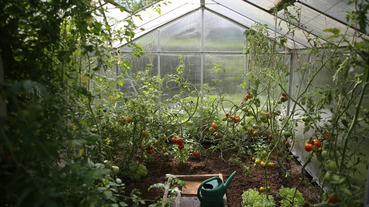 Lo tiras (casi) todos los días y podría mejorar el crecimiento de tus plantas