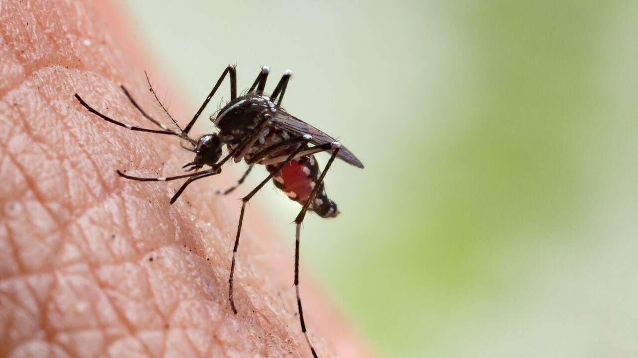 El dengue amenaza Europa: la OMS lanza un plan global para combatir la enfermedad