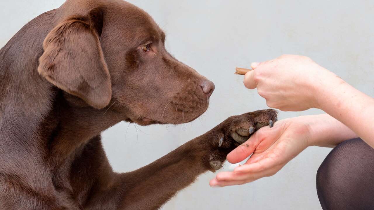 Descubren los genes que predisponen a la obesidad en humanos y perros