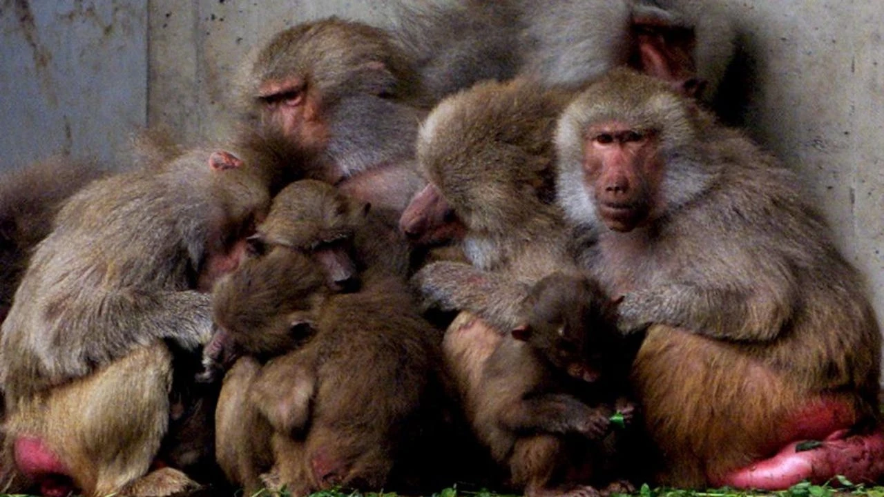 Un zoo alemán ejecuta a doce babuinos perfectamente sanos por 