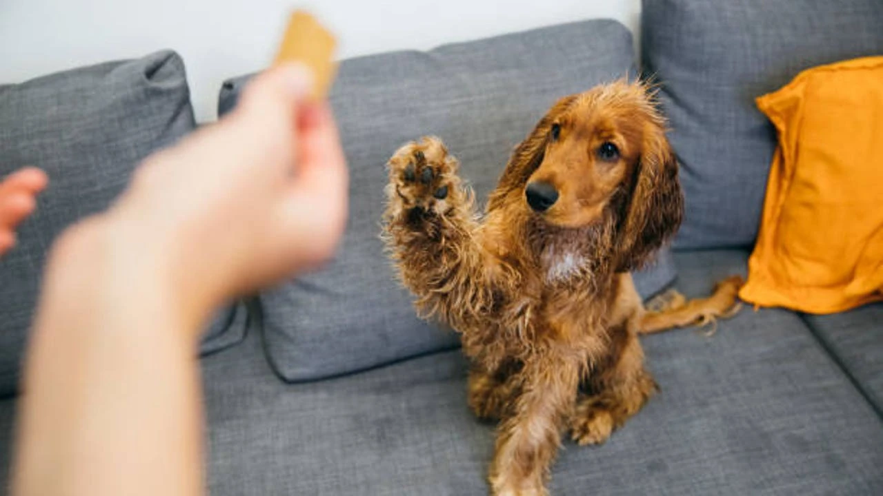 ¿Cuál es la mejor manera de llamar a un perro para que te haga caso?