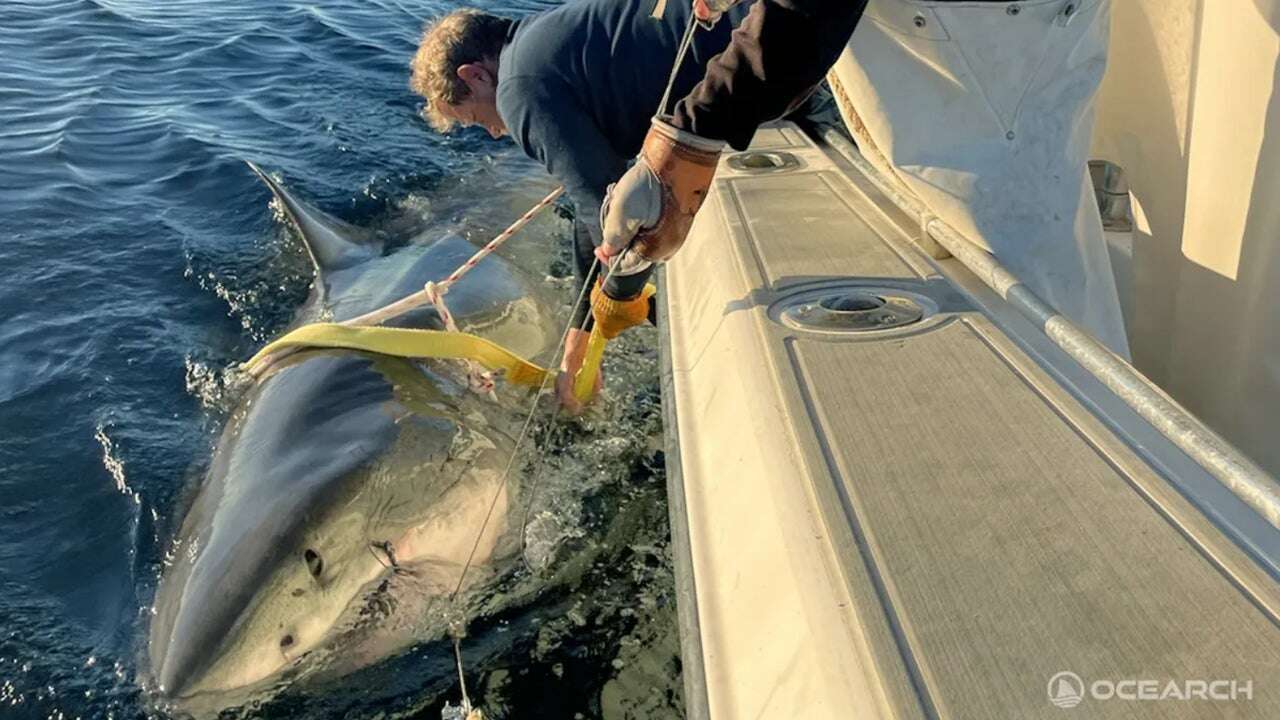 Científicos capturan el mayor tiburón blanco conocido