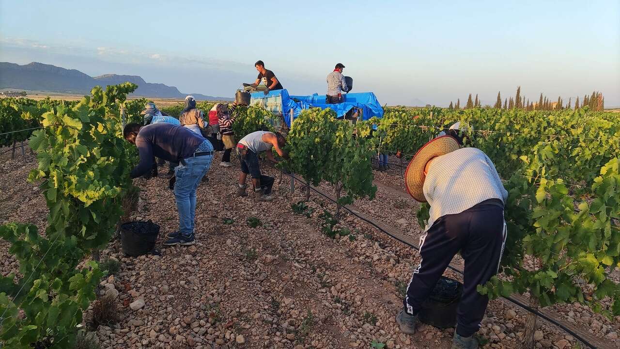 Treinta y ocho vinos de siete bodegas de Jumilla entran en la guía Parker