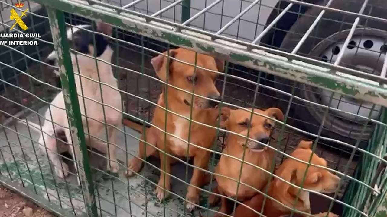 Condenados dos cazadores a 20 meses de prisión por maltrato animal