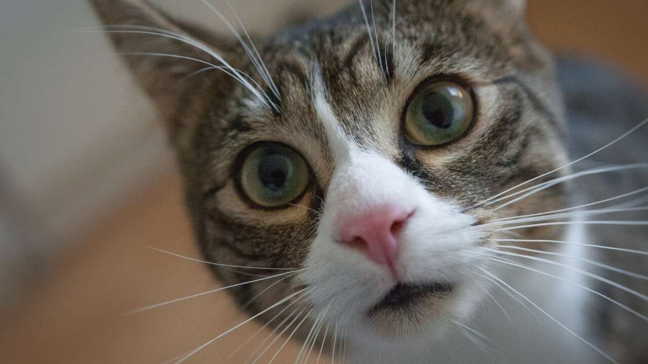 Esto es lo que puede pasar si le cortas el bigote a tu gato