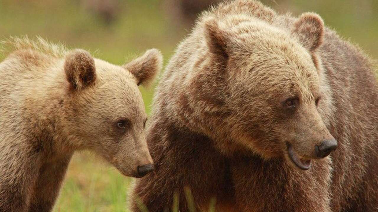 Cruzada contra los osos pardos: Eslovaquía y Rumanía aprueban sacrificar a casi 500 de estos animales para evitar ataques