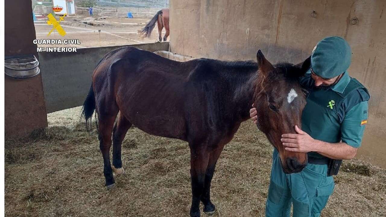 La Guardia Civil localiza una yegua que ingería sus propios excrementos por falta de comida