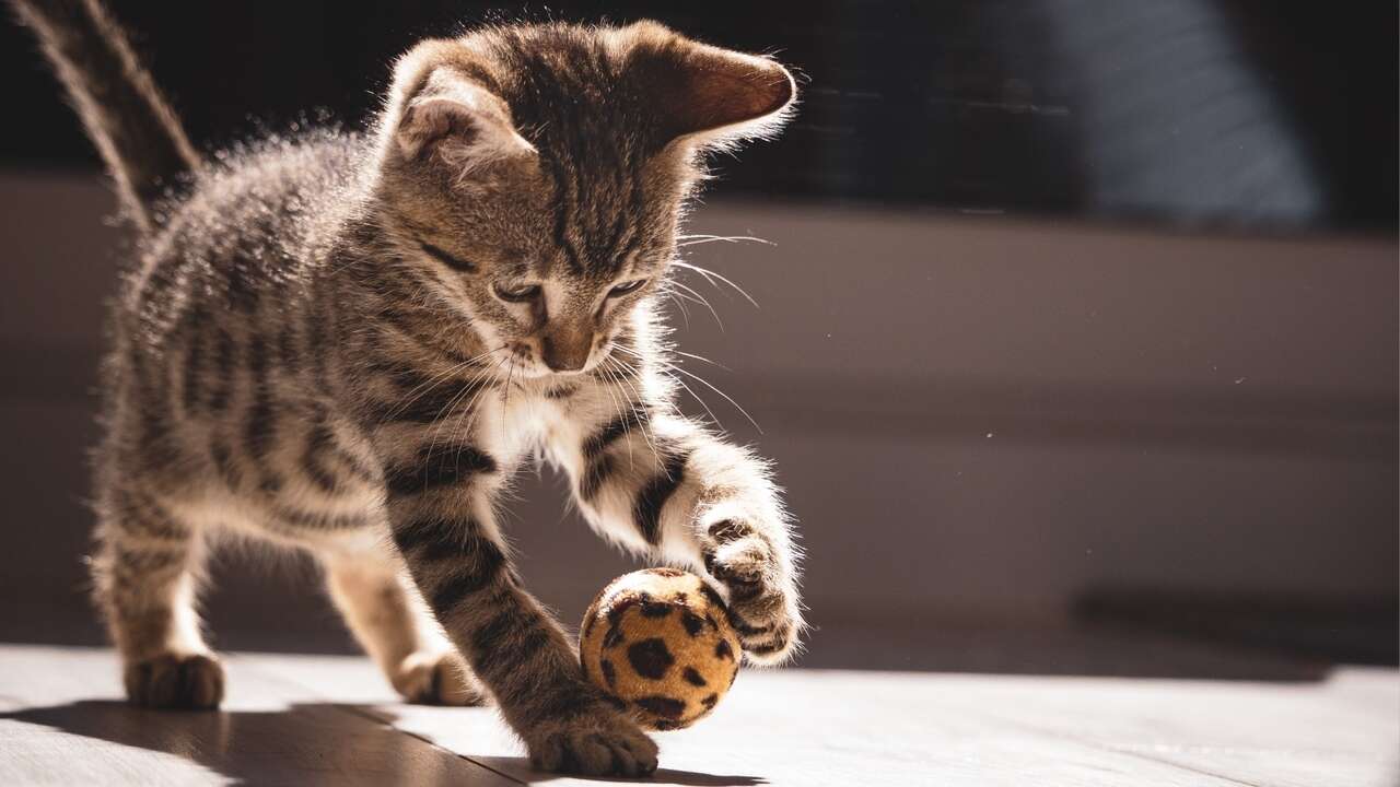 Estás malinterpretando el ronroneo de tu gato según este estudio científico