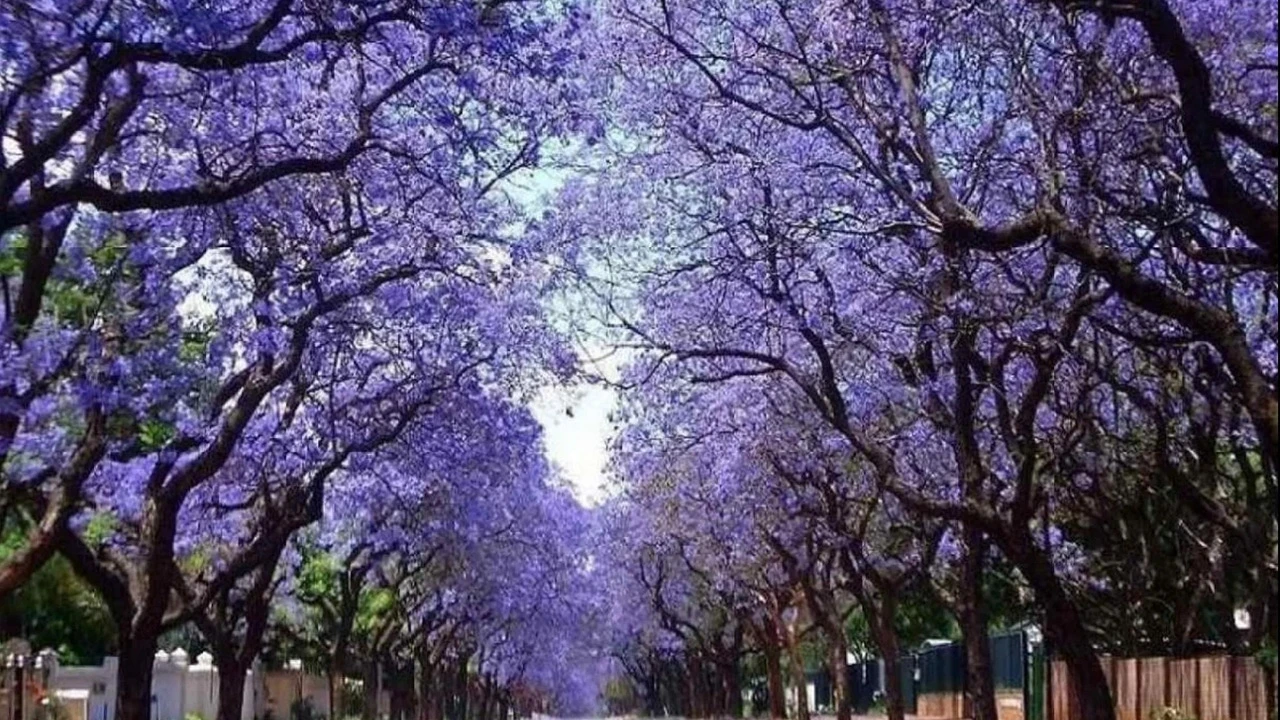 Crece más rápido que el bambú y tiene flores excepcionales: el arbusto único que transformará tu jardín