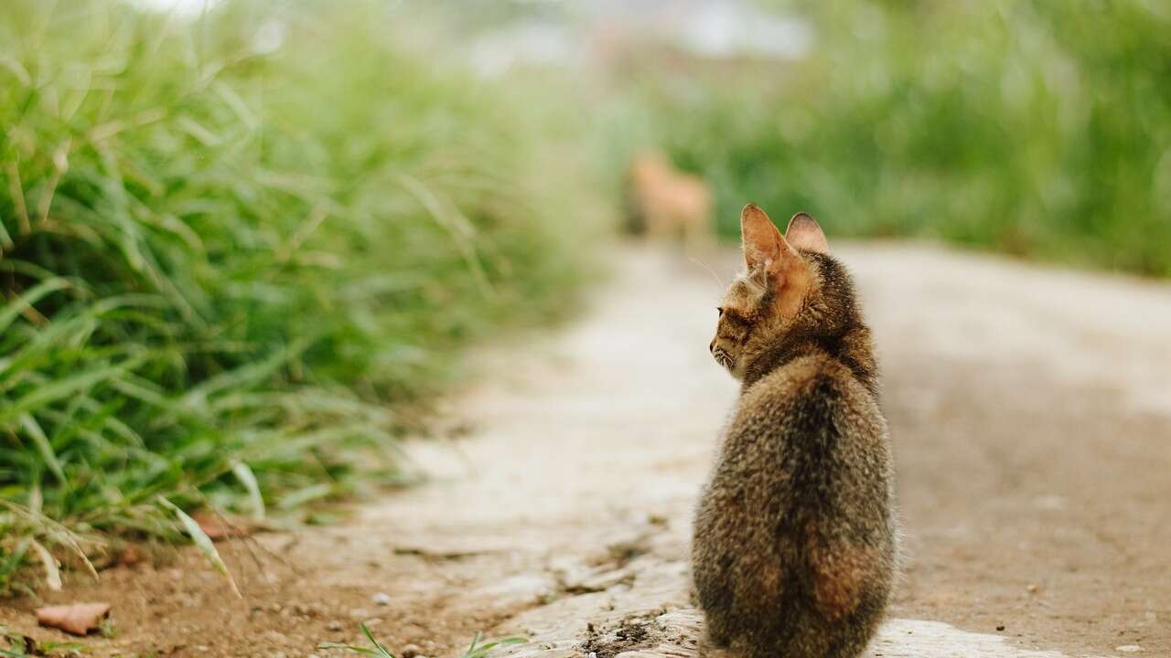 Mata a un gato lanzándolo contra el aire: el supuesto autor de este maltrato animal es un menor de Huesca