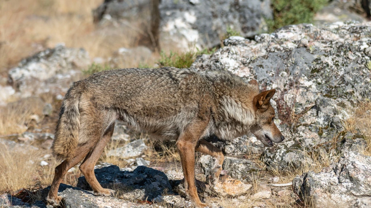 Las autonomías del PP amenazan con acciones legales si no se convoca la sectorial del lobo