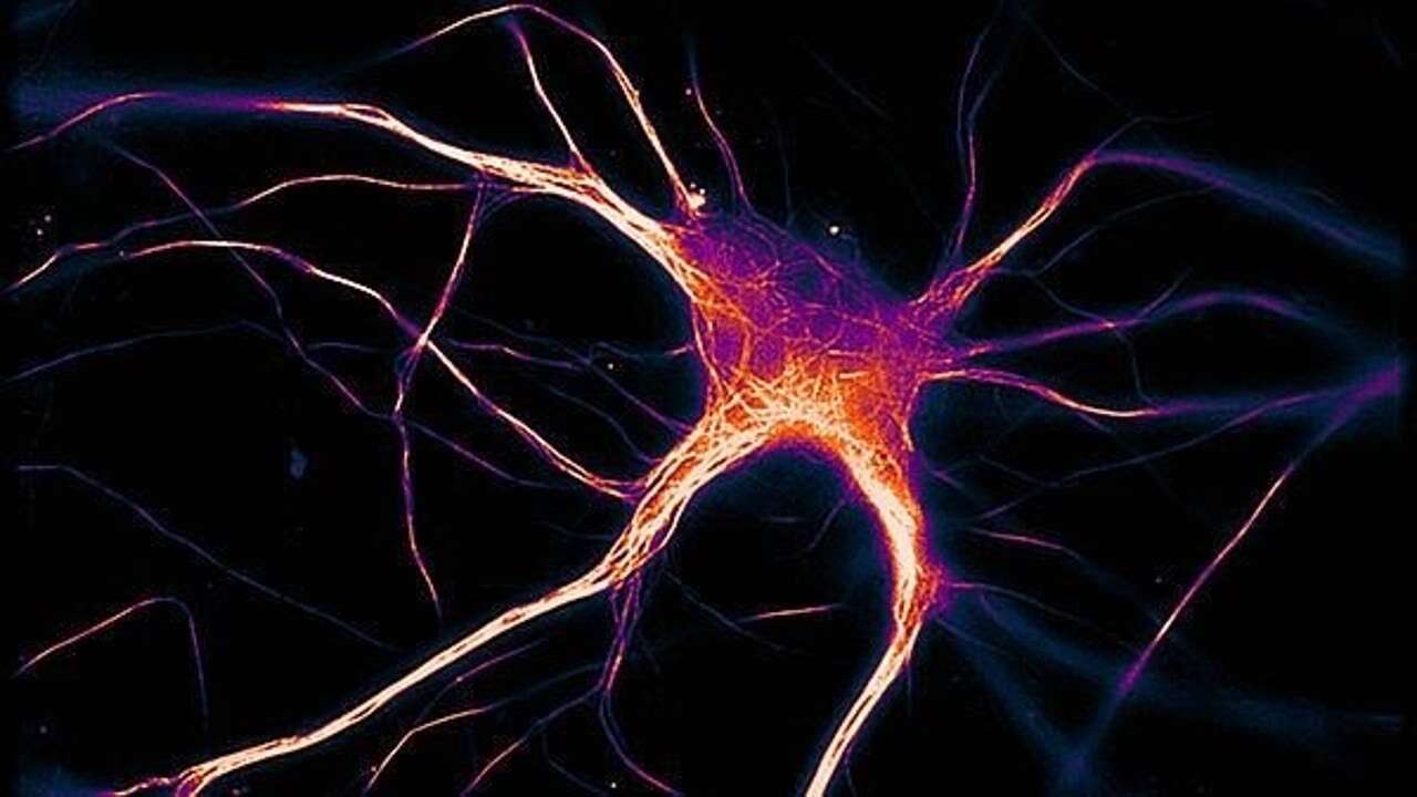 Un estudio pone de manifiesto particularidades del cerebro humano que podrían ser la base de su inteligencia