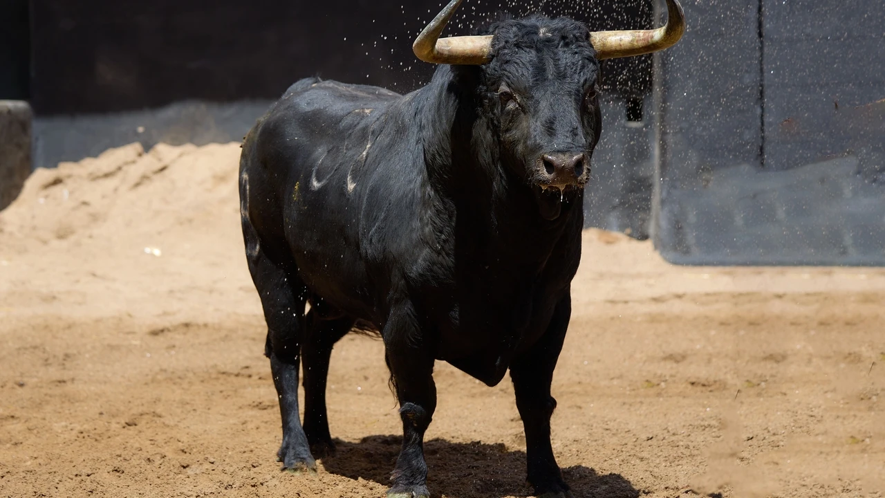 Estos son los toros de Fermín Bohórquez para la tarde de hoy en Sevilla