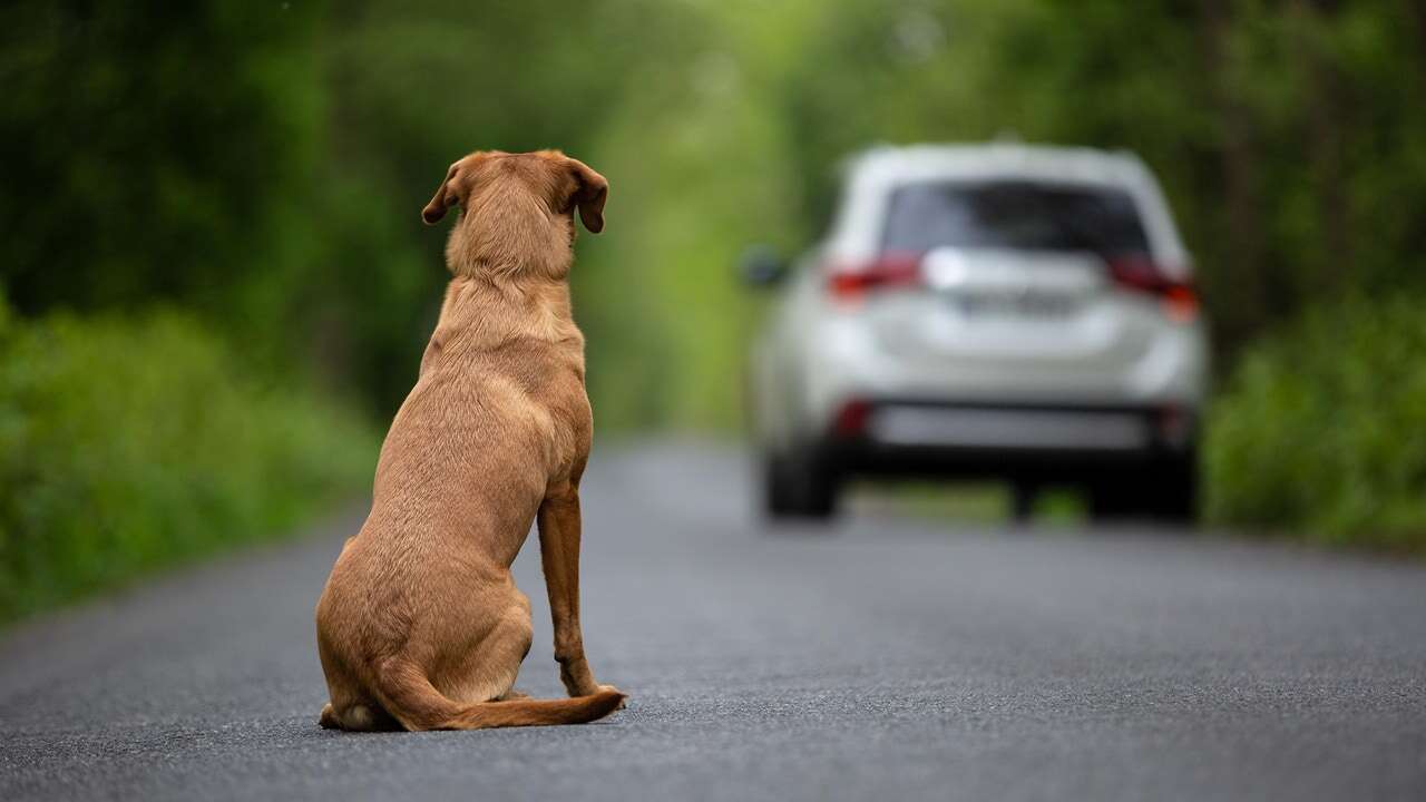 Las adopciones de perros en España cayeron en 2023 hasta las 77.000, la peor cifra de los últimos tres años