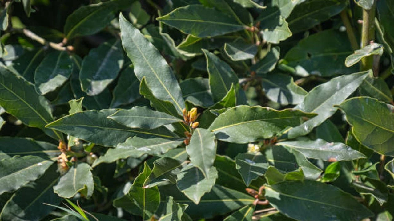 ¿Por qué hay gente que está poniendo una cinta roja en el árbol del laurel? No es para decorar