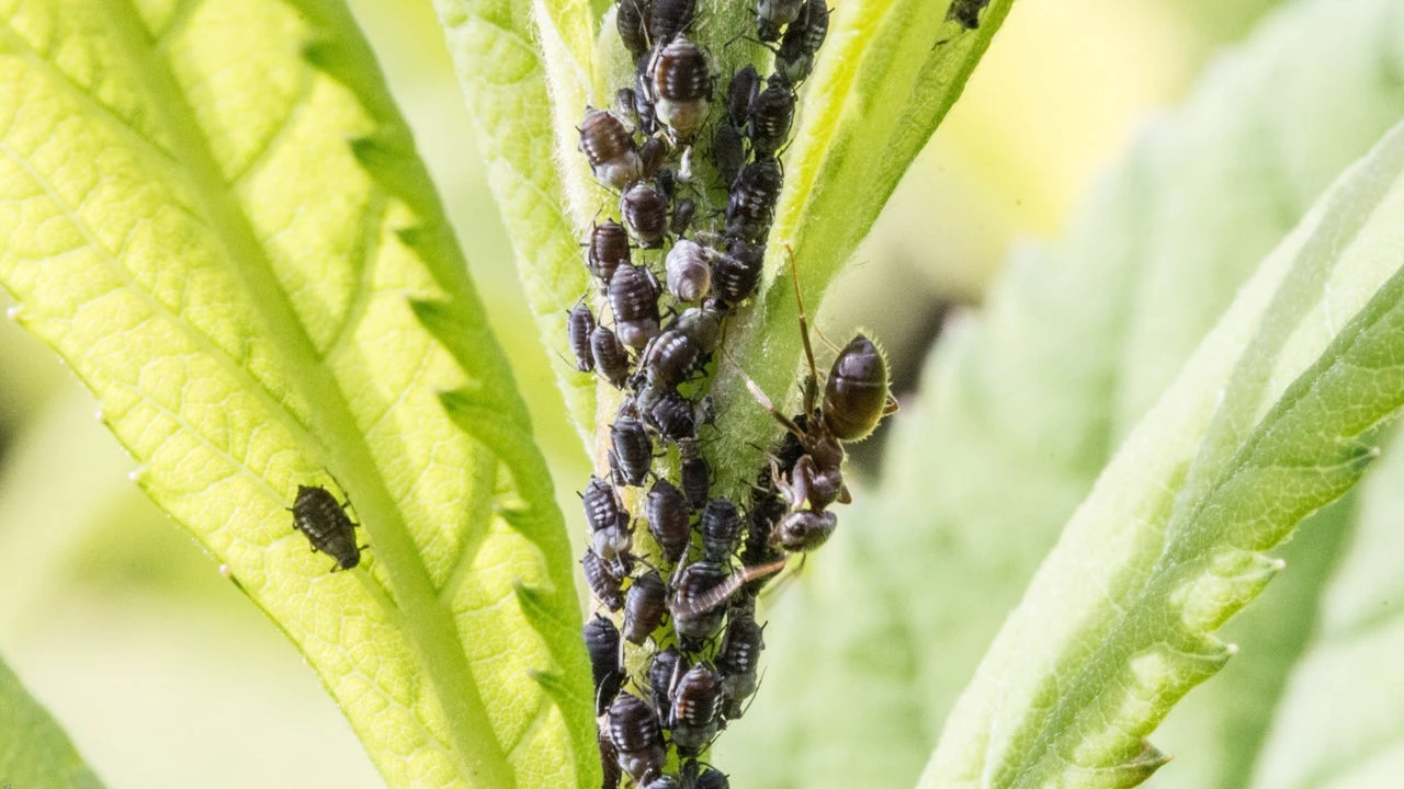 Adiós a los pulgones de tus plantas con este remedio casero y barato