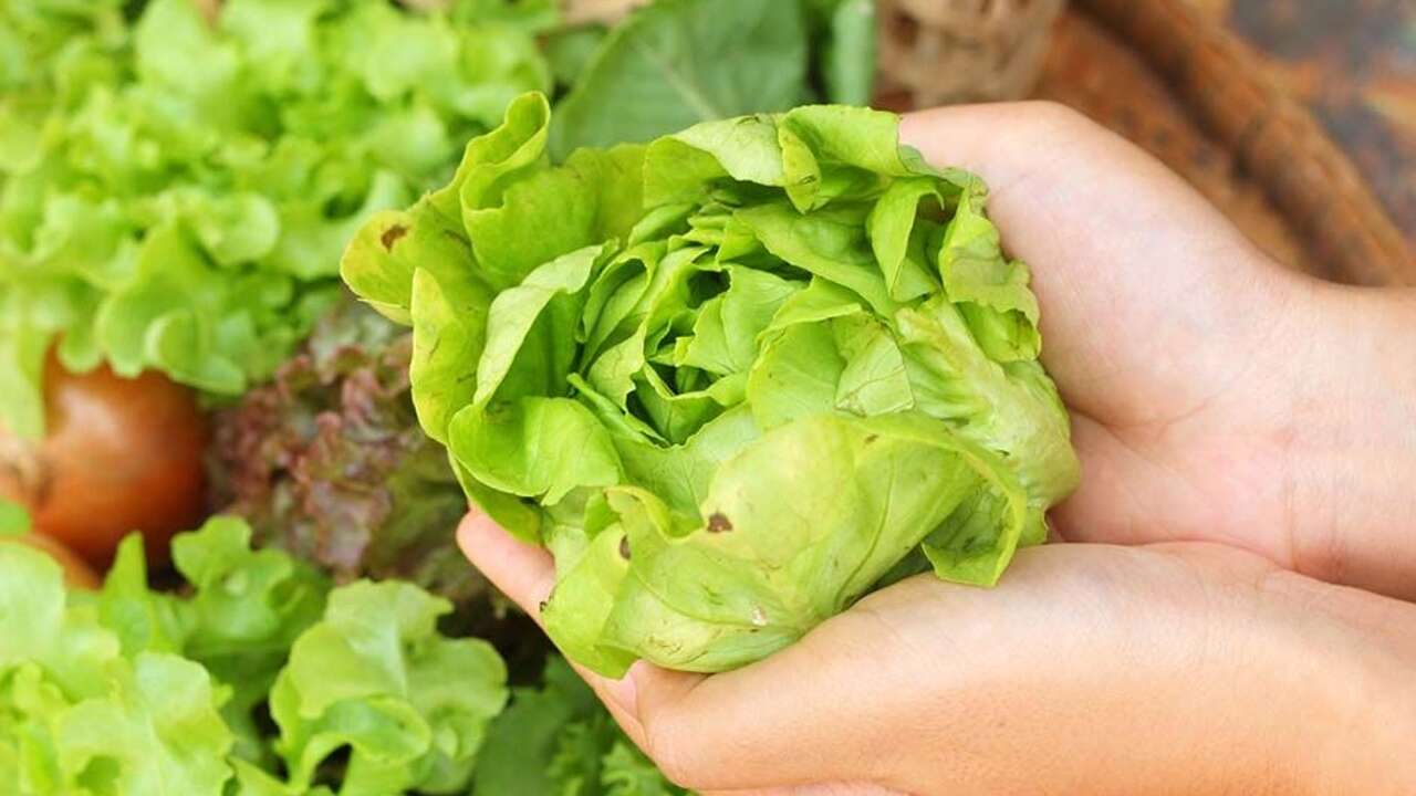 Un farmacéutico lo confirma: una lechuga sin lavar puede dejarte paralizado de por vida