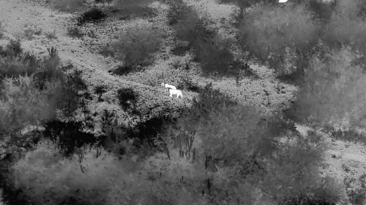 El dron que permitió retratar un récord Guinness y cambió nuestro conocimiento de los grandes felinos