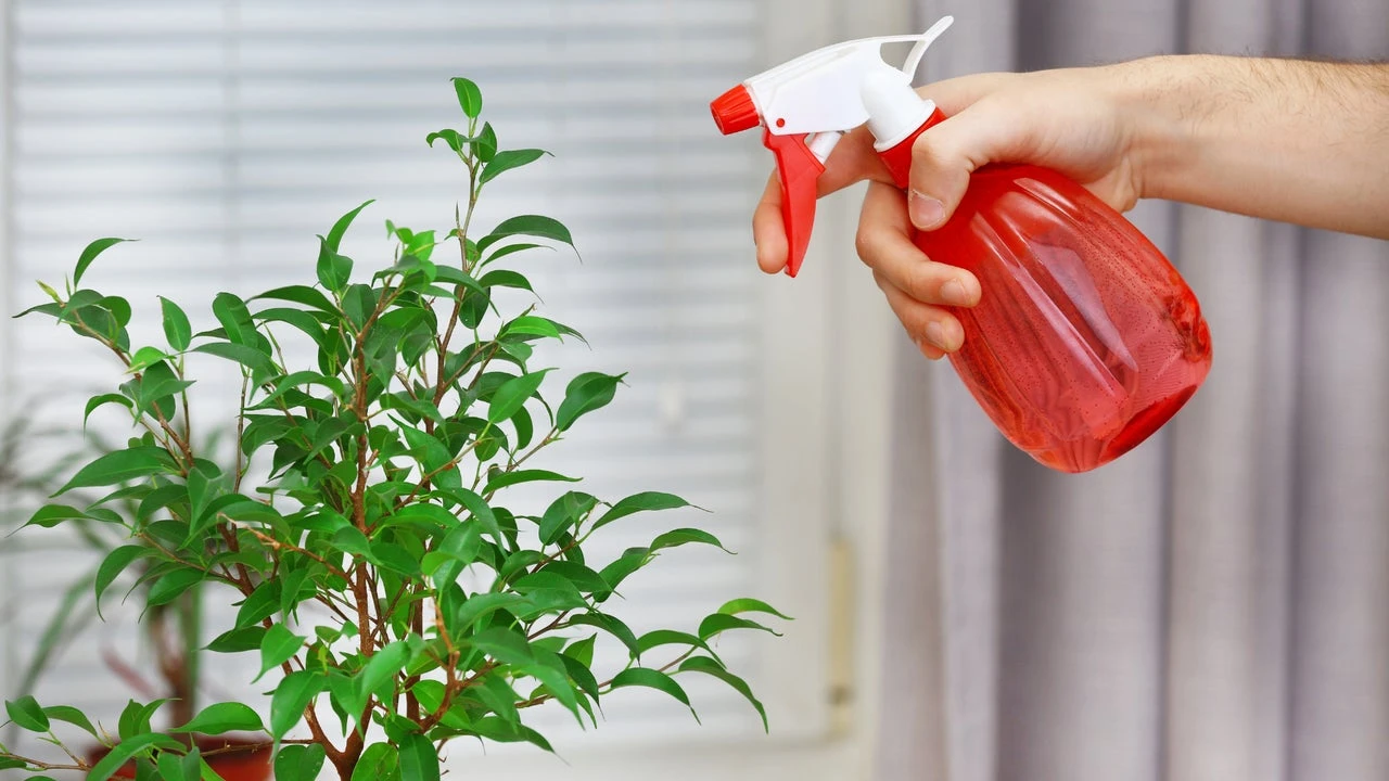 Adiós a los pulgones: el truco casero más efectivo para salvar sus plantas